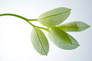 Obraz premium Close-up of translucent green leaves with detailed vein structure against a bright soft background, showcasing natural fragility and freshness