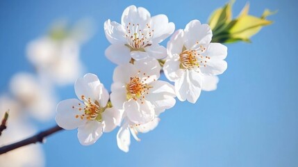 A white cherry blossom branch against a clear blue sky.