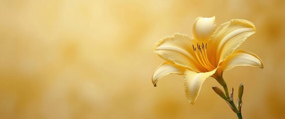 Single yellow lily bloom with buds against a soft golden blurred background, evoking calm warmth and delicate serenity