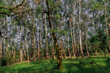 Fototapeta premium Birch forest trees and woodland with moss covered trunks and green grass, sunlight filtering through canopy creating dappled light and serene peaceful atmosphere in summer nature.