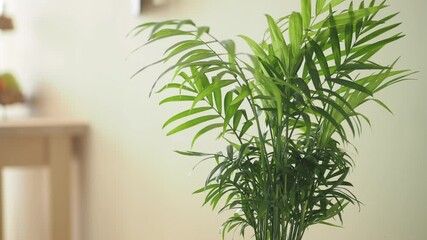 Indoor plant care tips for healthy growth