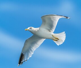Obraz premium graceful white seagull soaring with wings outstretched against a clear blue sky conveying serene freedom