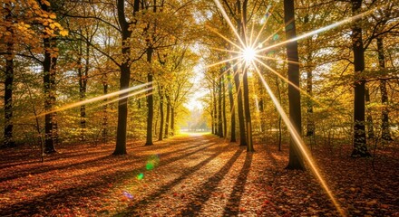 Sunlight streams through tall trees lining a forest path covered in vibrant orange and yellow autumn leaves, creating long shadows on the ground