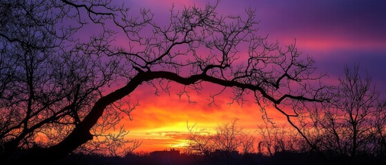 Silhouetted leafless tree branches arching across a vibrant purple, pink and orange sunset sky over a distant low skyline, evoking calm and awe
