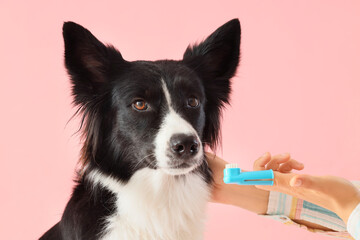 Owner brushing teeth of cute Border Collie dog on pink background