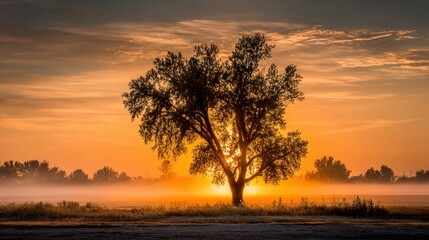 Naklejka premium Majestic Tree Silhouetted Against Vibrant Sunset Over Misty Landscape in Early Morning Light