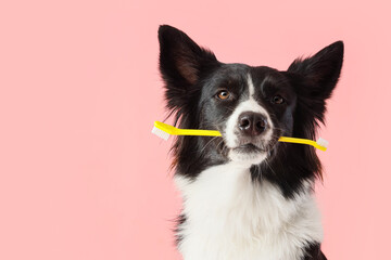 Cute Border Collie dog with toothbrush on pink background, closeup
