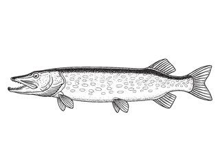 Pike Fish Monochrome Hand Drawn Illustration