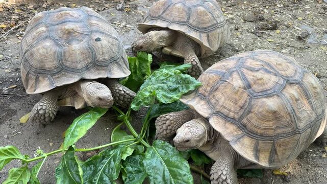 Sucata tortoise eating vegetables with nature background
