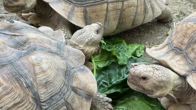 Sucata tortoise eating vegetables with nature background
