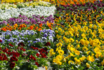 出荷待ちのきれいに色分けされたカラフルなパンジーの花苗たち