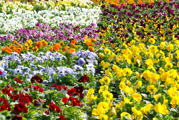 出荷待ちのきれいに色分けされたカラフルなパンジーの花苗たち