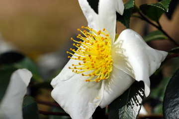 秋に咲く黄色と白花ユチャの大きな花側面アップ（晴天下自然光＋ストロボマクロ撮影）