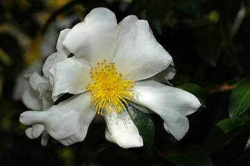 秋に咲く黄色の雄蕊めしべと白い花びらが美しいユチャの花（晴天下自然光＋ストロボマクロ撮影）