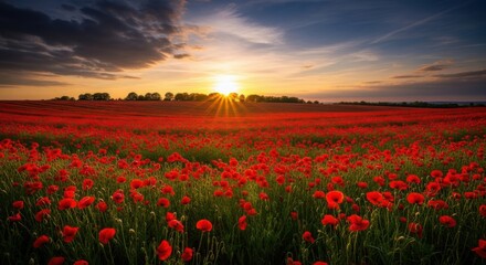 Obraz premium Vibrant field of red poppies blooming under a dramatic sunset sky with sun rays bursting over the distant horizon and treeline