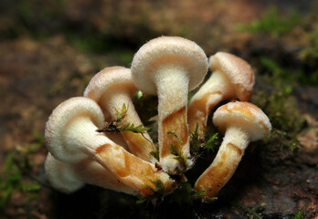 苔の生える枯れ木幹に小さなニガクリタケキノコ幼菌（自然下茸類マクロ撮影）
