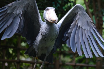 Wings Spread of Shoebill Stork Showing Massive Bill and Blue-Gray Plumage