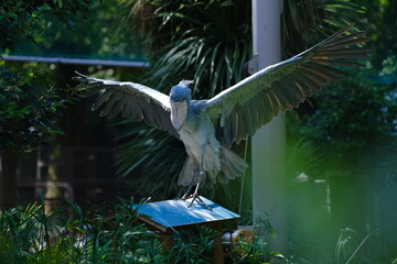 Shoebill Stork Balancing on Perch with Wide Wings and Giant Bill