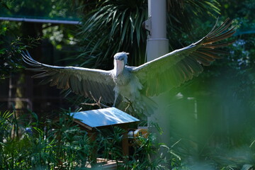 Shoebill Stork Landing on Perch with Fully Outstretched Wings