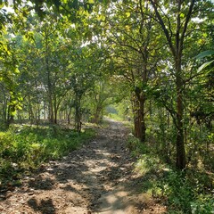 View of tree park at outdoor with blurred background.