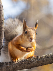 Squirrel sits on a branch in Autumn park