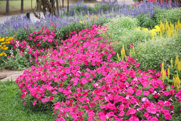 Pink petunia flower blooming in colorful garden background