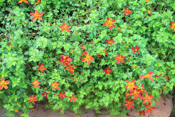 Bidens ferulifolia yellow red flower blooming in garden with natural green leaf background