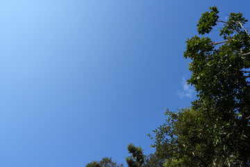 Clear Blue Sky and Green Forest Canopy – Peaceful Nature Landscape