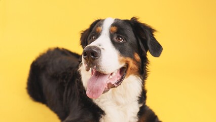 Studio shot of bernese mountain dog lying down, panting, and looking up on a vibrant yellow background