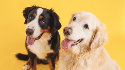 Studio shot of two dogs, a bernese mountain dog and a golden retriever, panting and looking to the side on a vibrant yellow backdrop