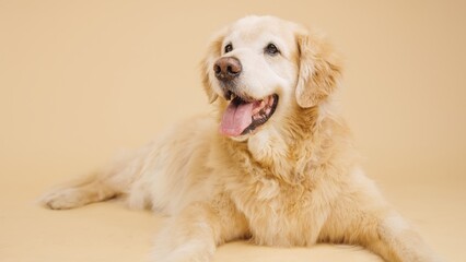 Studio shot of beautiful golden retriever dog lying down, panting, and looking up against a beige...