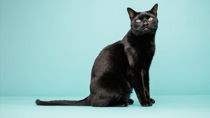Studio shot featuring a beautiful black cat sitting gracefully against a light blue seamless background, exuding elegance and curiosity