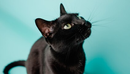 Obraz premium Curious black cat tilting its head and gazing upwards against a striking turquoise backdrop, showcasing its playful and inquisitive nature