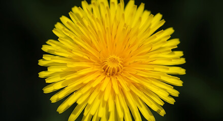 Obraz premium Close up shot of a vibrant yellow dandelion flower against a dark blurred background in full bloom