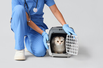 Female veterinarian with cute Scottish fold cat in pet carrier on grey background