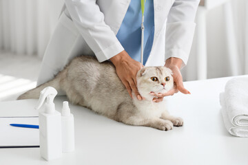 Female veterinarian examining cute Scottish fold cat in vet clinic, closeup