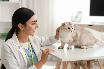 Young female veterinarian with cute Scottish fold cat in vet clinic