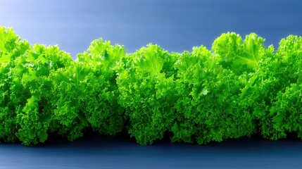 A close-up, horizontal shot of vibrant green, frilly lettuce leaves arranged in a row. The background is a gradient of blue, with soft studio lighting highlight