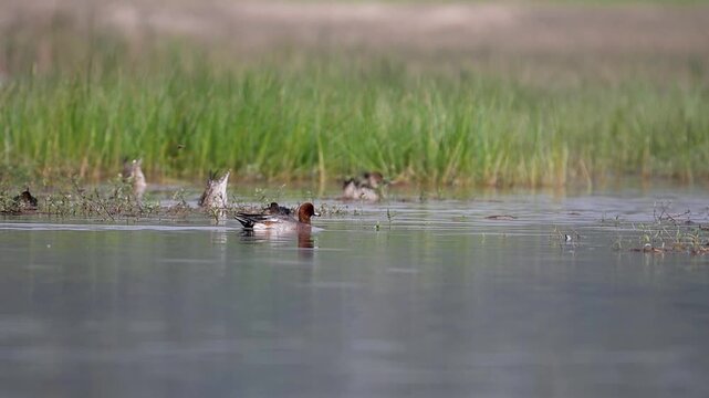 A beautiful male Eurasian Wigeon Duck (Mareca penelope) resting or swimming in a tranquil wetland. The bird's distinctive chestnut head and creamy forehead patch are prominent.