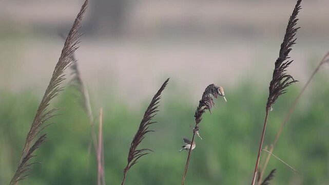 A rare sighting: White-Crowned Penduline Tit and a Chiffchaff bird feeding together on a perch. Both small birds are actively foraging side-by-side.