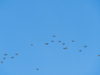 Flock of geese in flight