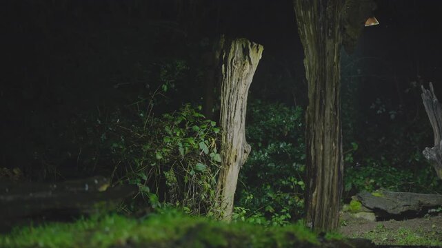 A european polecat moves across a dim forest patch where filtered sunlight catches nearby foliage