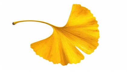Single vibrant golden ginkgo leaf, detailed veins, isolated on white