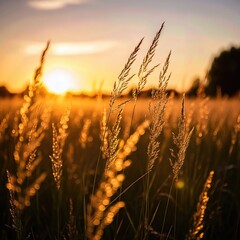 Warm sunset glowing through tall golden grass