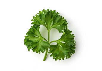 Vibrant green curly leaf parsley sprig for culinary use