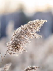 Yellow autumn fluffy feather grass with seeds on curved stems in light wind. Hello autumn concept. Natural background with copy space
