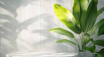 Bright green tropical leaves in a pot casting shadows on a textured white wall with soft natural light creating a calm and refreshing atmosphere