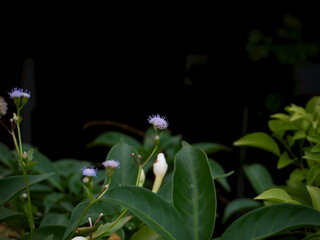 Obraz premium Tiny Lavender Wildflowers Emerging From Lush Green Leaves on Dark Background in late autumn