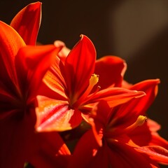 Obraz premium closeup bouquet of red tulips flower 