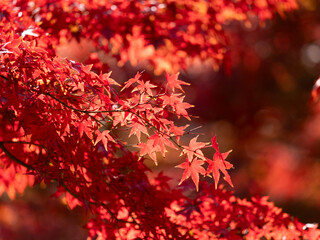 真っ赤に紅葉した楓の葉